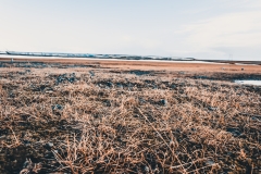 Island-Steingelda-Krummaskud-11