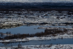 Island-Steingelda-Krummaskud-5